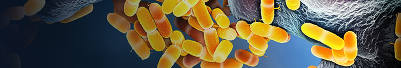Escherichia coli